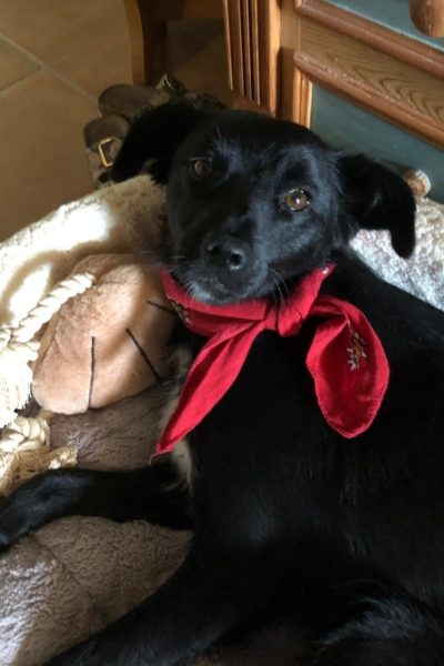Schwarzer Hund mit rotem Halstuch
