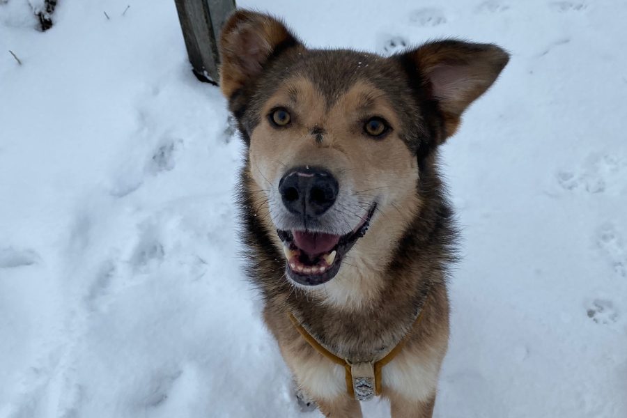 Hellbrauner Hund mit freudigem Gesicht mit Schnee im Hintergund.