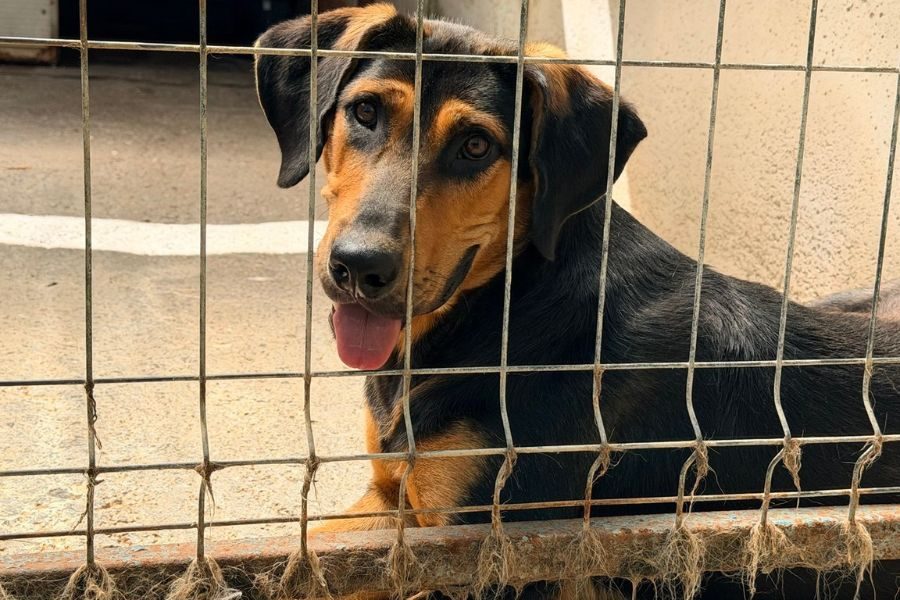 Schwarzbrauner Rüde mit Schlappohren liegt hinter Gutterstäben udn schaut mit aufgerichteten Ohren und leicht heraushängender Zunge in die Kamera