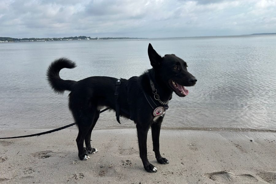 Schwarzer Hund steht am Strand.