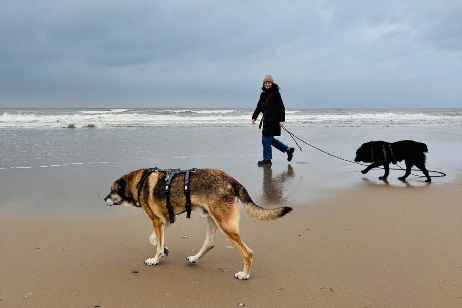 Zwei Hunde und ein Mensch spazieren im Sand am Meer.