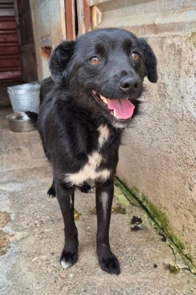 Schwarzer Hund steht auf Steinboden und schaut freudig.