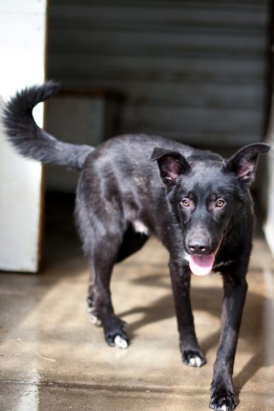 Schwarzer Hund steht und schaut mit herausgestreckter Zunge