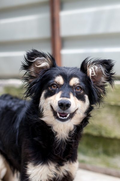 Schwarz-weißer Hund schaut mit freudigem Blick in die Kamera.
