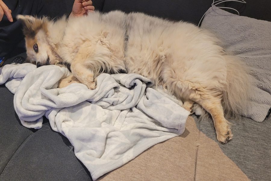 Weiße Hündin kuschelt auf einer Decke