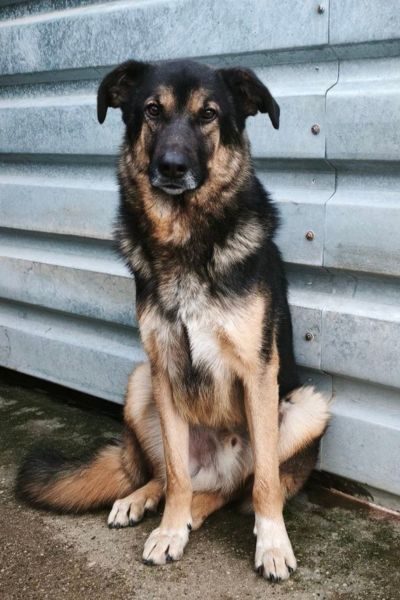 ausland-tiercshutz-thyme-hunderettung-europa