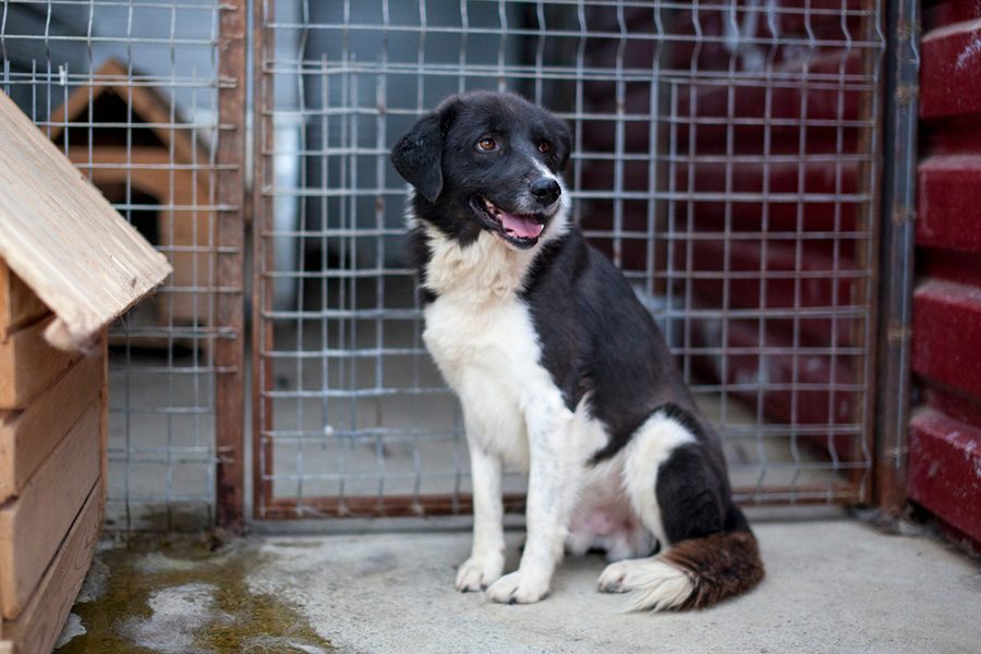 Minosch sitzt in seinem Shelter
