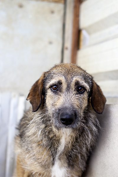 Scone im Profil schaut sehr traurig in die Kamera