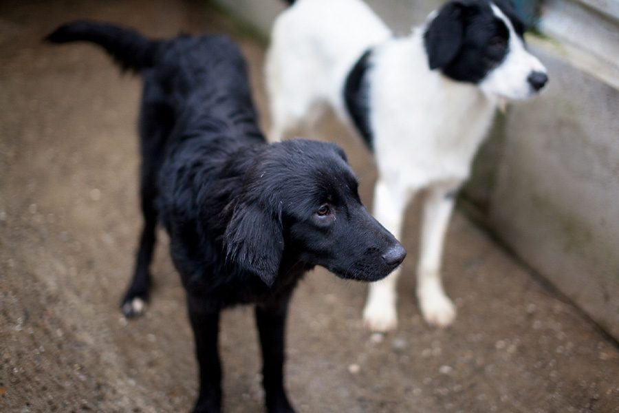 auslandshund-adoptieren-sophie-hunderettung-europa