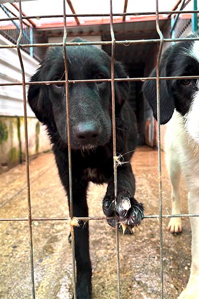 Hündin Sophie schaut traurig durch ihr sheltergitter