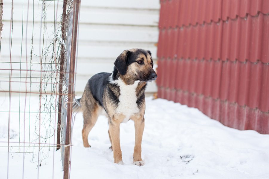 Tinka steht im Shelter im Schnee