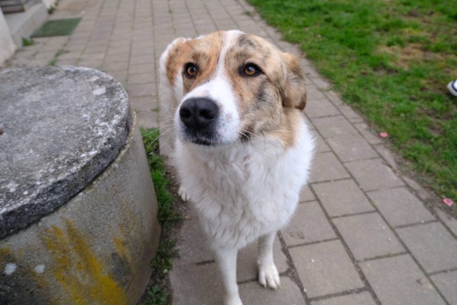 Baby liegt im Garten und schaut Richtung Kamera