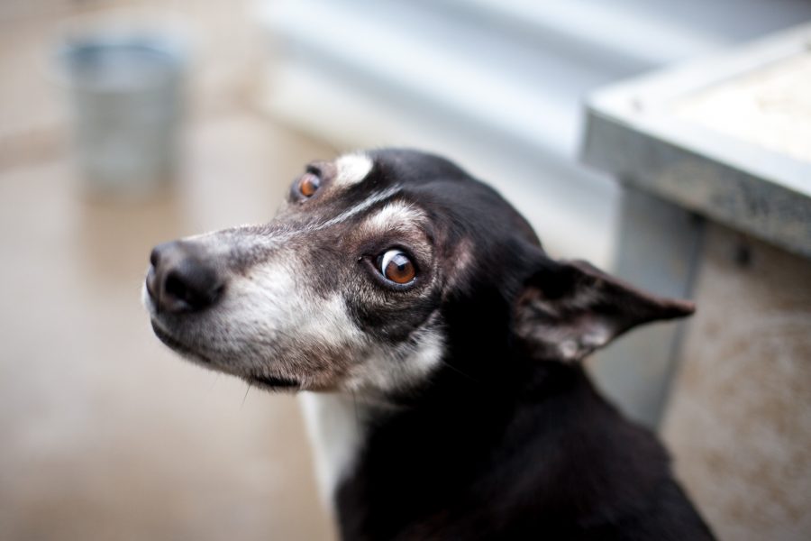 Hund schaut über seine Schulter in die Kamera