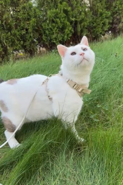 cooper-zuhause-gefunden-hunderettung-europa