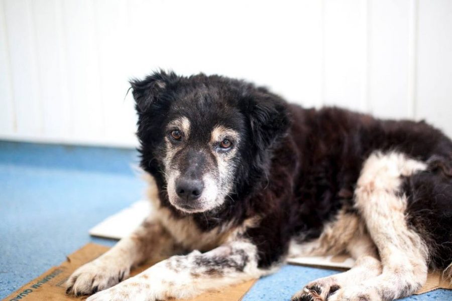 darios-senior-hund-hunderettung-europa