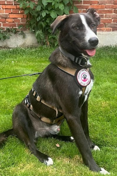 Dunkler Hund sitzt auf grünem Gras und schaut neugierig in die Kamera.