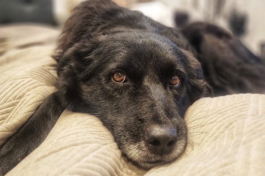 Schwarzer Hund liegt auf einer hellen Decke und schaut treu.