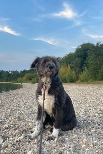 Schwarz-grauer Hund mit weißem Latz sitzt am Strand und schaut in die Ferne.