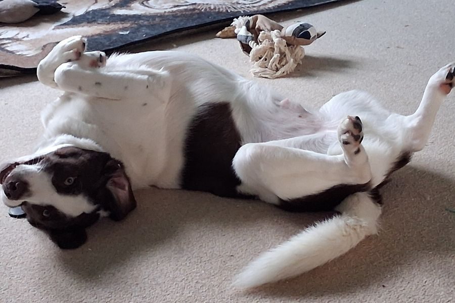Ein weißer Hund mit einzelnen braunen Flecken liegt auf dem Rücken und streckt die Beine in die Luft.