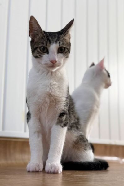 felix-2