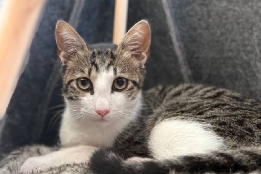 Tierschutzkater Felix liegt auf einem Kissen