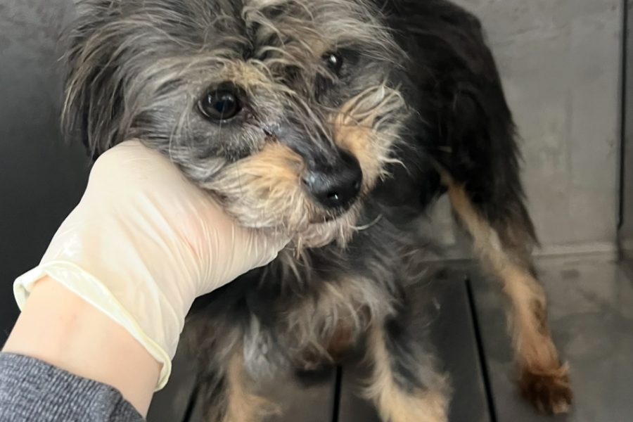 Fleur schaut in die kamera