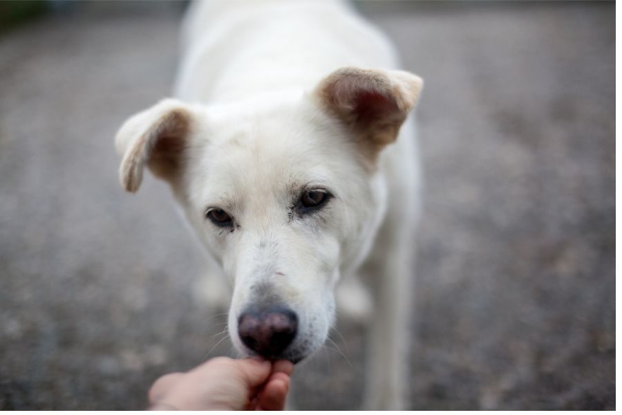 Ein weißer Hund nimmt ein Leckerli aus einer Hand