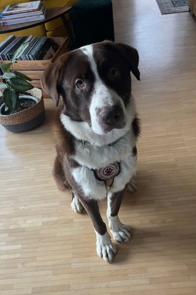 Brauner Hund mit weißem Latz sitzt auf beigem Fußboden.