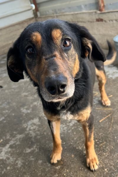 Schwarz-brauner Hund schaut mit treuem Blick in die Kamera.