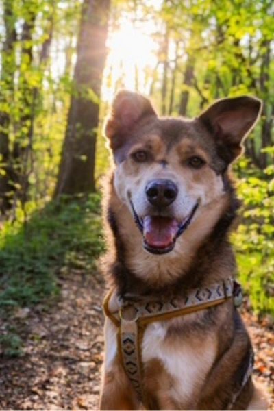 Hund sitzt im Wald mit Sonne im Hintergund.