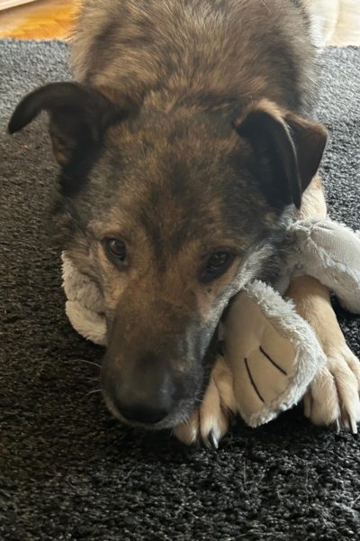 Grau-schwarzer Hund liegt mit Kuscheltier zwischen Pfoten auf einem Teppich.