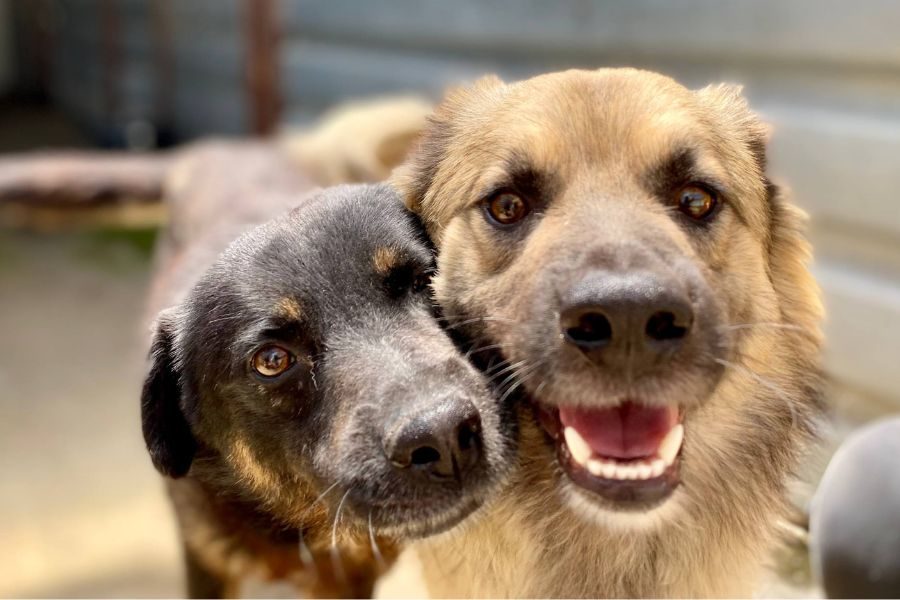 zwei Hunde aus dem tierheim