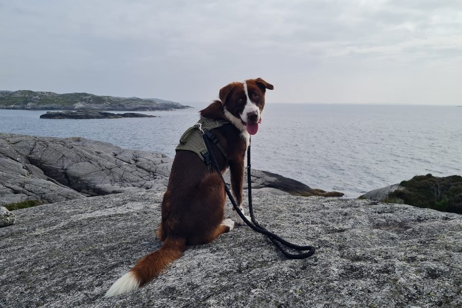 Brauner Hund sitzt auf Steinen mit Meer im Hintergrund.