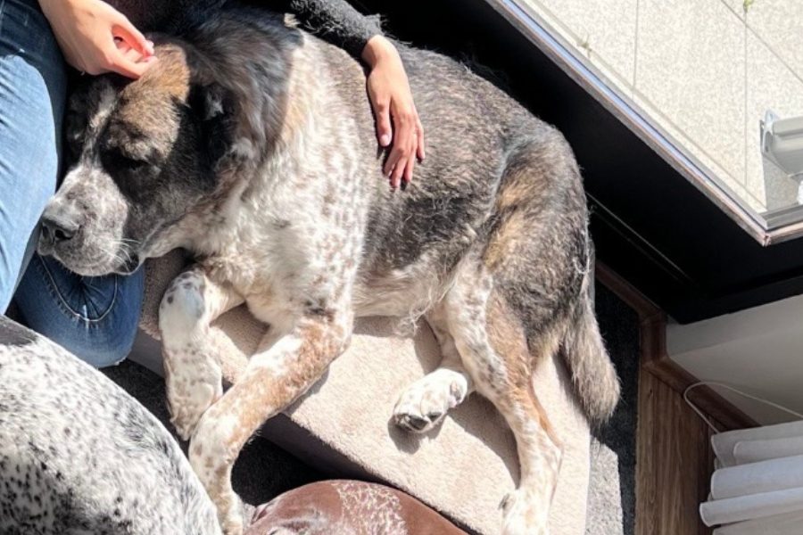 Großer Hund liegt auf dem Boden und eine Hand streichelt ihn