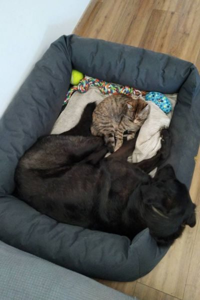 happy-end-katze-evi-hunderettung-europa