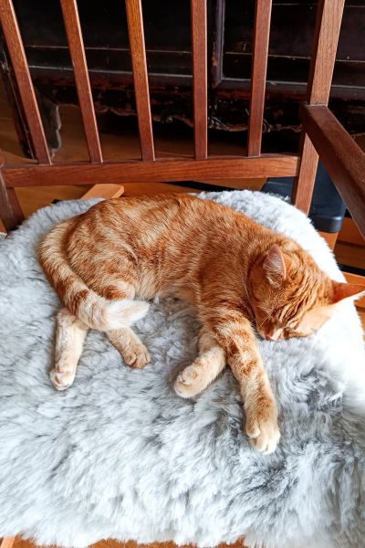 happy-end-katze-lilith-hunderettung-europa