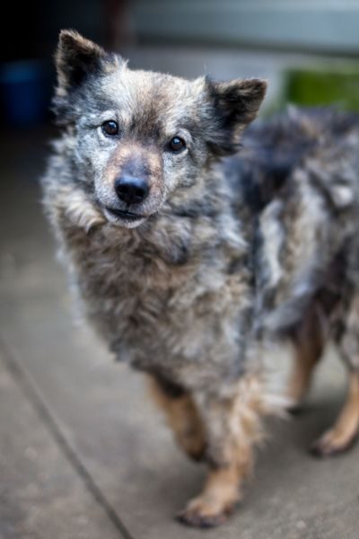 Dreifarbiger Hund schaut mit treuem Blick in die Kamera.