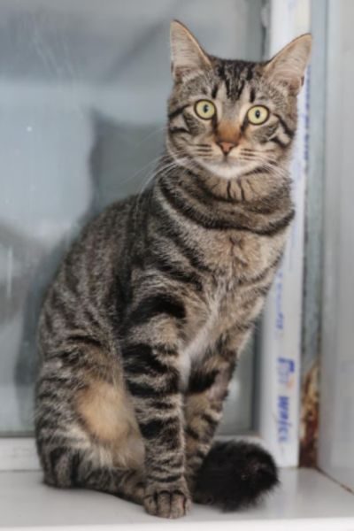 hermann-tierschutzkater-hunderettung-europa
