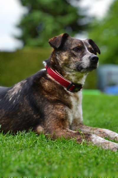 huendin-adoptieren-emilia-hunderettung-europa