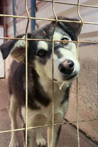 Fenrir schaut mit geneigtem Blick durch sein Gitter
