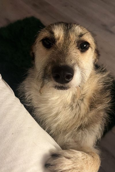 Halloumi legt ihr Pfötchen aufs Bett und schaut nach oben in die Kamera