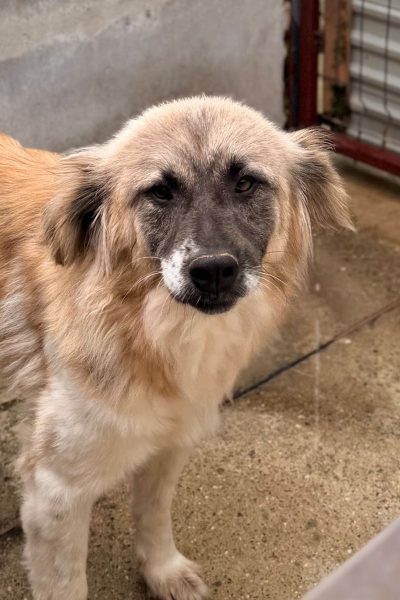 huendin-adoptieren-hazel-hunderettung-europa