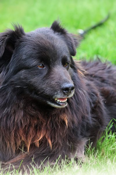 Mori liegt im Gras