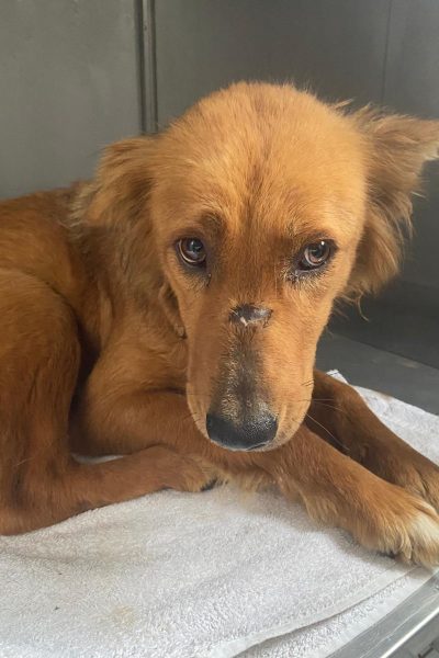 Pinja schaut sehnsüchtig in die Kamera