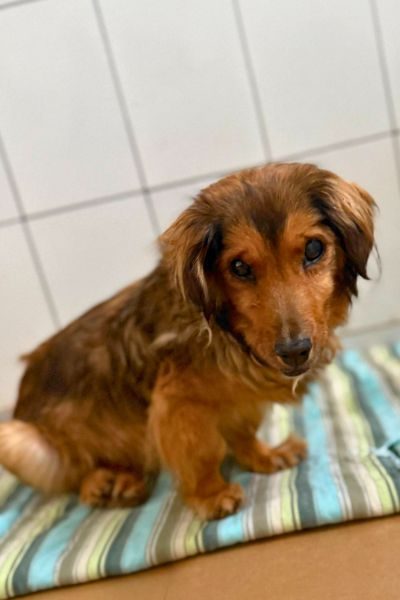 Kleine, braune Hündin schaut in die Kamera