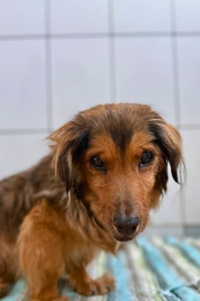 Kleine, braune Hündin schaut in die Kamera