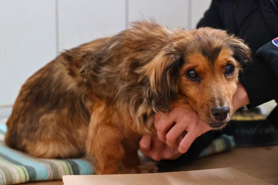 Kleine, braune Hündin schaut in die Kamera