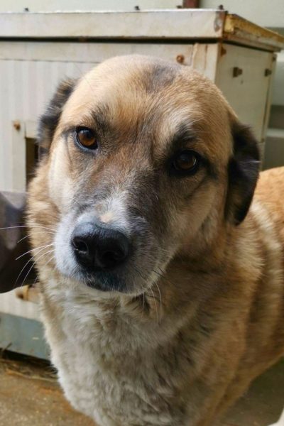 huendin-annika-adoption-hunderettung-europa