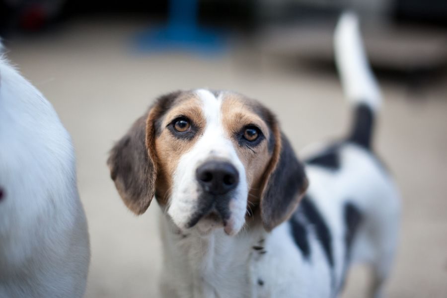 Blanca ist ein kleine Beagle-Mix-Dame.