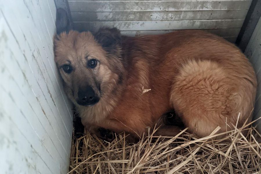 huendin-aus-dem-rumänischen-tierschutz-otsoa-hunderettung-europa